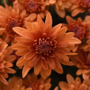 Fall Mum, Tribeca Amber Orange