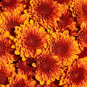 Fall Mum, Copper Coin Bronze