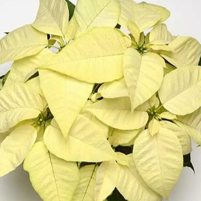 Poinsettia, Christmas Joy White