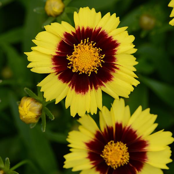 Coreopsis, UpTick