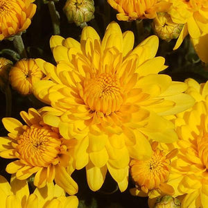 Fall Mum, Sundance Yellow