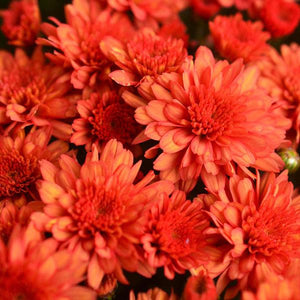 Fall Mum, Mumosa Orange