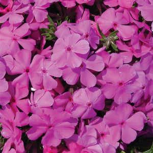 Phlox