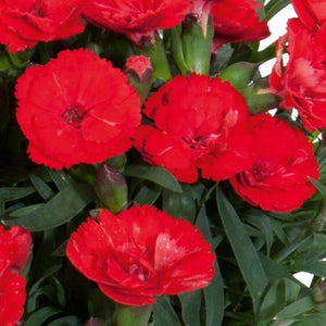 Dianthus, Carmen Series