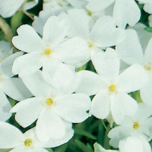 Phlox