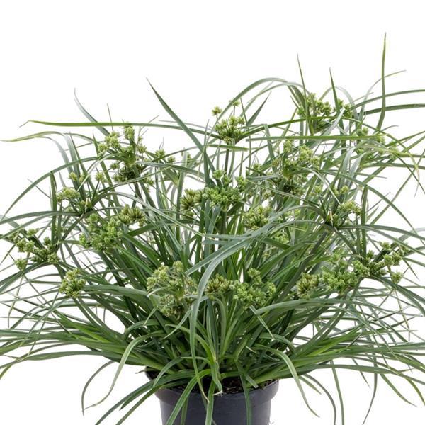 Cyperus, Abby