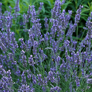 Lavender, Grosso