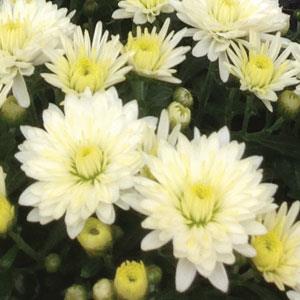 Fall Mum, Paradiso White