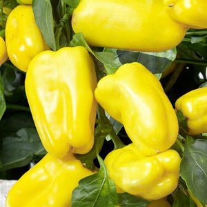 Pepper, Peppers from Heaven - Hanging Basket