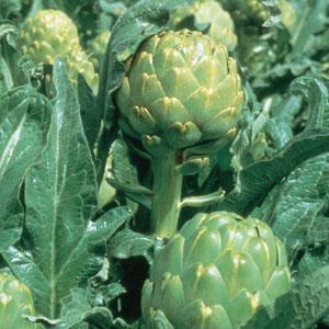 Artichoke, Imperial Star