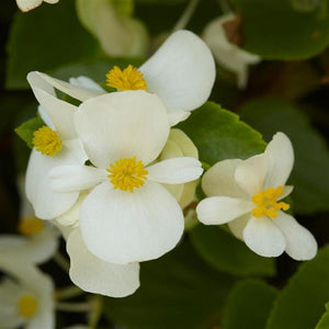 Begonia, Hula White