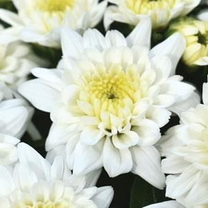 Fall Mum, Celestial White
