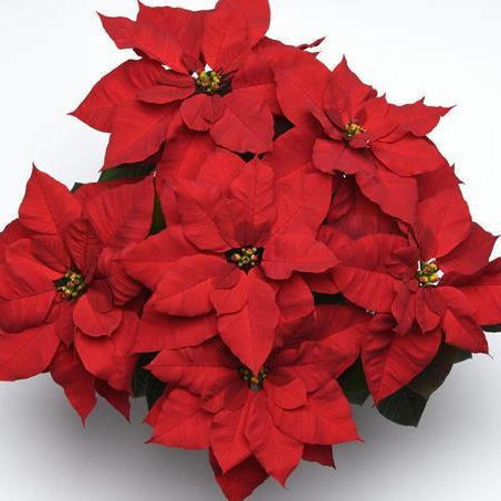 Poinsettia, Christmas Bells