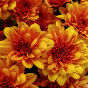 Fall Mum, Fire Halo Orange