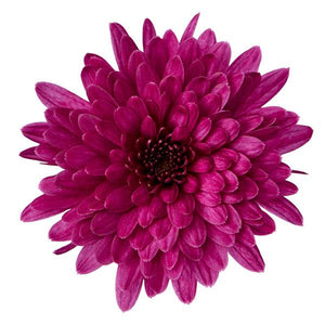 Fall Mum, Morgana Purple