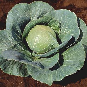 Cabbage, Stonehead
