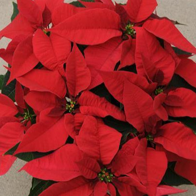 Poinsettia, Christmas Joy Red