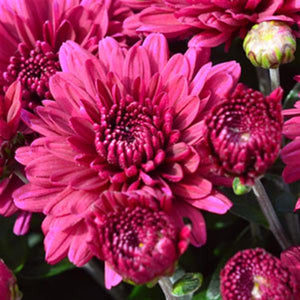 Fall Mum, Plumberry Purple