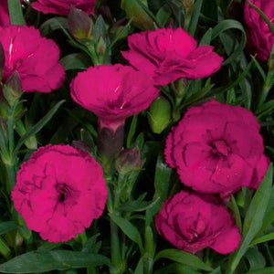 Dianthus, Carmen Series