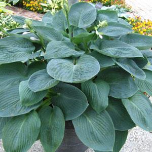 Hosta