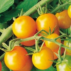 Tomato, Sungold