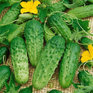 Cucumber, Pick A Bushel