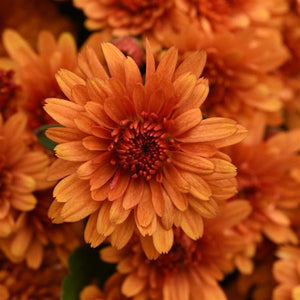 Fall Mum, Sunset Orange