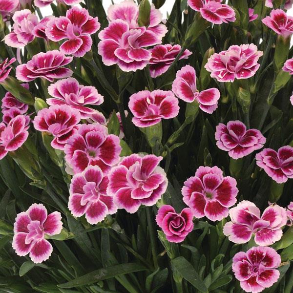 Dianthus, Pink Kisses