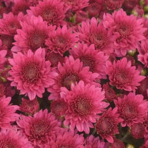 Fall Mum, Wicked Purple