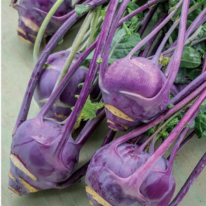 Kohlrabi, Vienna Purple