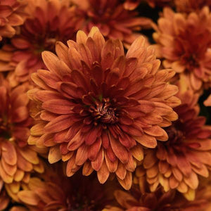 Fall Mum, Zuma Orange