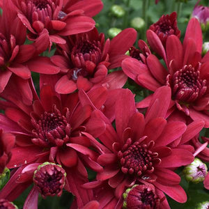 Fall Mum, Grapeberry Red