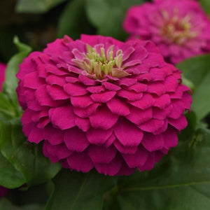 Zinnias 4" pots