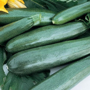 Squash, Balls Zucchini II