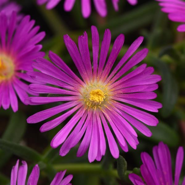 Delosperma, Ocean Violet Sunset