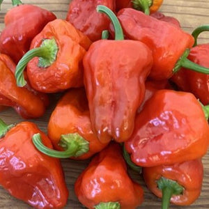 Pepper, Scotch Bonnet Red