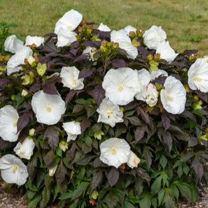 Hibiscus, Summerific