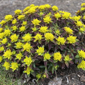 Euphorbia, Bonfire