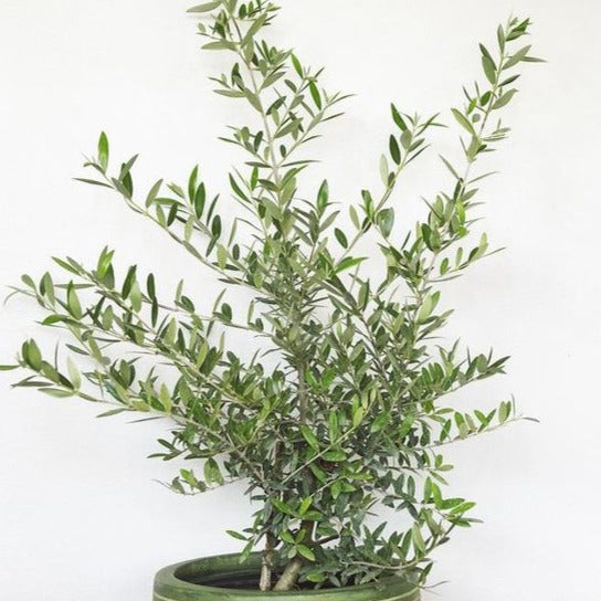 Olive Arbequina