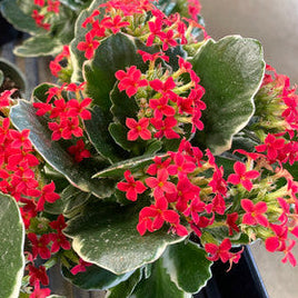 Kalanchoe Kandy Kane