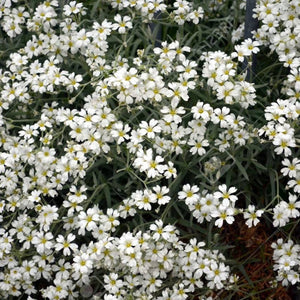 Gypsophila, Filou Alba