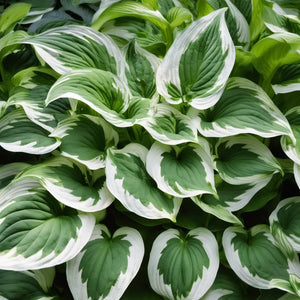 Hosta, Patriot