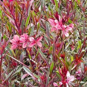 Gaura