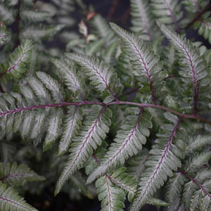 Fern, Godzilla