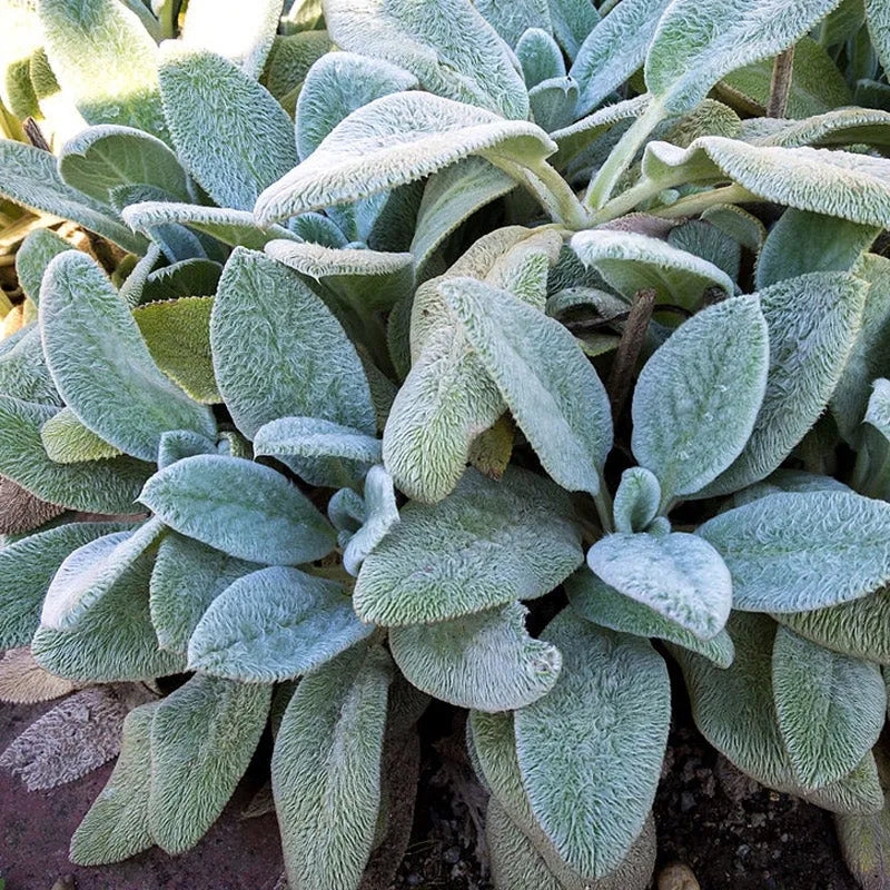 Stachys, Silver Carpet