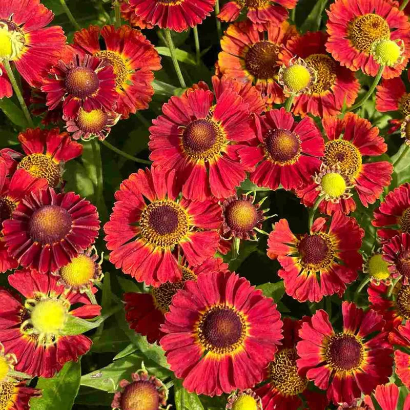 Helenium, Mariachi Salsa