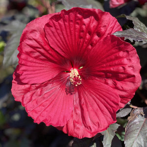 Hibiscus, Summerific
