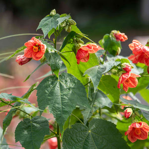 Abutilon Standard