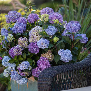 Hydrangea Endless Summer Bloomstruck