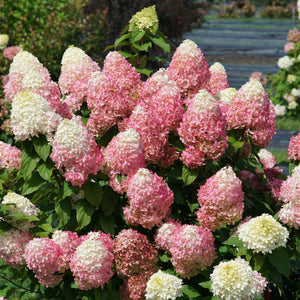 Hydrangea, Quickfire Fab
